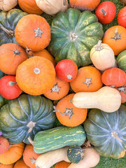 Pumpkins harvested crop squash orange yellow green multiple batch
