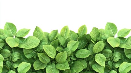 Close-up view of vibrant green leaves covering lower portion of white background