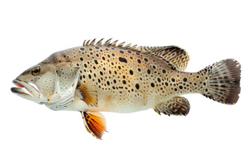 Naklejka premium Elegant Grouper Fish Detailed Studio Shot, Isolated On White or transparent. Wildlife Theme.