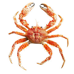 Red And White Spotted Crab On White or transparent Background. Seafood Delicacy, Isolated And Close-Up.