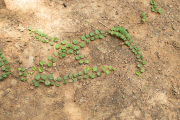 A delicate creeping plant with tiny round leaves spreads across dry, earthy soil, showcasing nature's quiet resilience and subtle patterns in a sunlight outdoor setting.