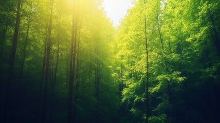 Obraz premium Sunlight filtering through tall green trees in a serene forest setting
