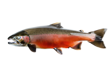 Steelhead Trout On White or transparent. Isolated Colorful Fish For Design Needs.