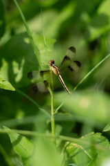 Dragonflies are winged insects that feed on other insects. Pied Percher  is a species of dragonfly.