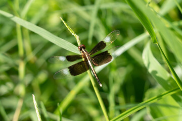 Dragonflies are winged insects that feed on other insects. Pied Percher  is a species of dragonfly.