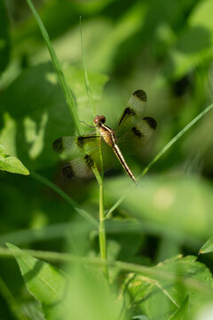 Dragonflies are winged insects that feed on other insects. Pied Percher  is a species of dragonfly.
