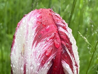 Red tulip flowers after morning rain. Tulip flowers waiting for the start of a sunny day. Water...
