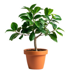 Ficus Microcarpa Ginseng In Terracotta Pot. Potted Houseplant For Minimal Interiors. Isolated On White or transparent.