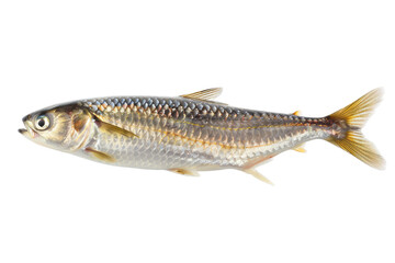Fototapeta premium Freshwater Shad Fish Isolated On White or transparent. Culinary Ingredient For Seafood Dishes.