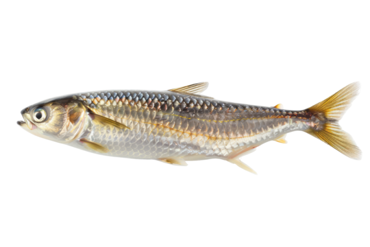 Freshwater Shad Fish Isolated On White or transparent. Culinary Ingredient For Seafood Dishes.