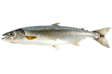 Fototapeta premium Fresh Mackerel On White or transparent. A Fish Rich In Omega 3 Acids. Source Of Proteins. Good For Diet And Healthy Food.