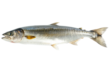 Fresh Mackerel On White or transparent. A Fish Rich In Omega 3 Acids. Source Of Proteins. Good For Diet And Healthy Food.