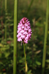 pink and white flower
