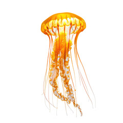 Glowing Orange Jellyfish Floats In Dark Water, Captivating And Otherworldly Marine Life, Isolated On White or transparent.
