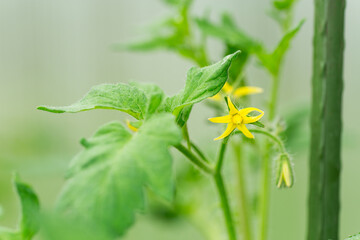 Beginning of fruiting of tomatoes in a greenhouse