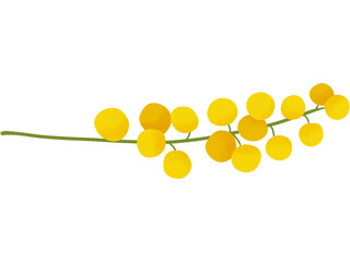 Mimosa Flower Illustration 