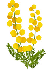 Mimosa Flower Illustration 