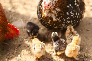 Brown hen with fluffy yellow chicks standing on green grass. Natural farm environment in daylight. Close-up of mother bird protecting her young in a rural setting.

