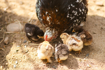 Brown hen with fluffy yellow chicks standing on green grass. Natural farm environment in daylight. Close-up of mother bird protecting her young in a rural setting.


