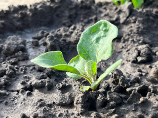 Eggplant Seedling Growing in the Garden