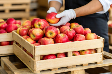 Person stacks crates of apples in a storage area during harvest season