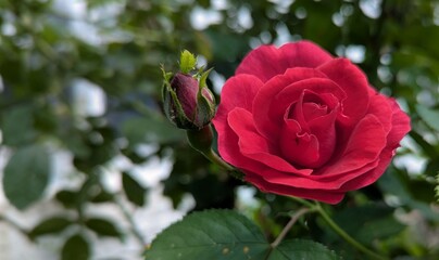 Red roses. One of the bushes of dark red roses in the garden smiles with its flowers to the sun in a cloudless sky