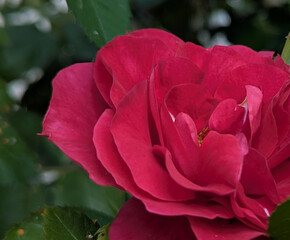 Red roses. One of the bushes of dark red roses in the garden smiles with its flowers to the sun in a cloudless sky