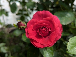 Red roses. One of the bushes of dark red roses in the garden smiles with its flowers to the sun in a cloudless sky