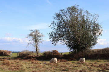 Hergest ridge in the UK