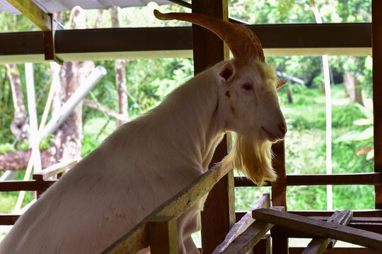 Modern Goat Pen Interior with White Goats on Wooden Slatted Flooring - well-structured wooden goat pen housing several white goats in a modern livestock barn.