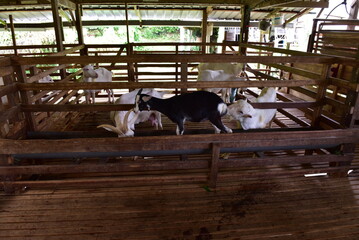 Modern Goat Pen Interior with White Goats on Wooden Slatted Flooring