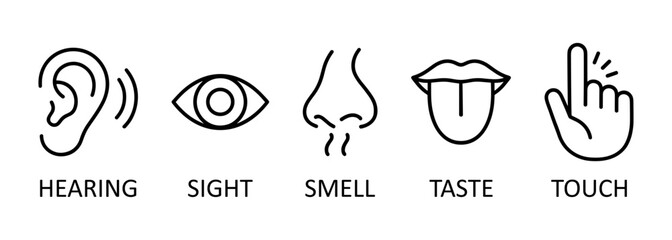 Line icon set representing the five human senses: hearing, sight, smell, taste, and touch. Perfect for educational materials, health apps, infographics, and school projects