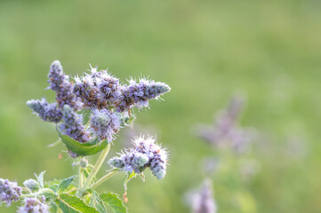 Purple mint flower clusters bloom (Mentha piperita) in a bright green field during early morning light, showcasing delicate petals and vivid colors