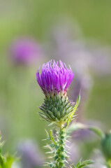 Vibrant purple thistle flower (Cirsium vulgare) stands tall against a blurred green background during sunny spring afternoon in a natural meadow setting