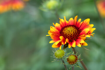 Vibrant orange and yellow flower Echinacea purpurea 'Parrot' blooms in a lush garden during spring, showcasing nature's beauty and intricate details of petals and buds