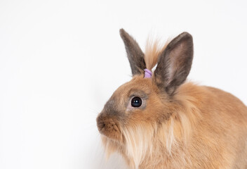 Red bunny rabbit portrait looking frontwise to viewer on white background