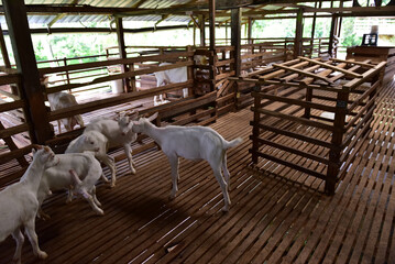 Modern Goat Pen Interior with White Goats on Wooden Slatted Flooring. This image captures a clean, well-structured wooden goat pen housing several white goats in a modern livestock barn.