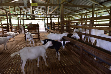 Modern Goat Pen Interior with White Goats on Wooden Slatted Flooring. This image captures a clean, well-structured wooden goat pen housing several white goats in a modern livestock barn.