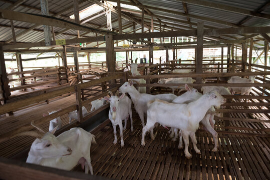 Modern Goat Pen Interior with White Goats on Wooden Slatted Flooring clean.