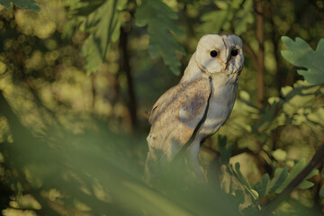 barn owl sitting on branches in the evening sunlight. 3D Rendering