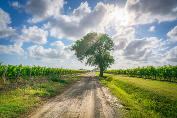 A country road and a tree among the vineyards of Bolgheri. Maremma, Tuscany, Italy