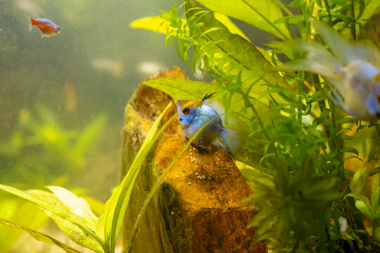 close-up of a pair of Electric Blue Balloon Ram fish laying and fertilizing eggs on a flat rock surface