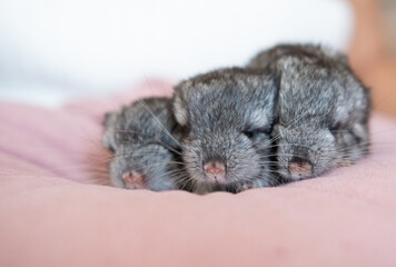 three cute newborn baby chinchillas sleep