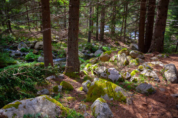 Forest and Iskar river in Rila mountain, Bulgaria