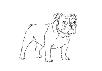 Bull dog drawing. It is a black and white outline image of a bulldog, a sturdy and loyal English canine breed. Vector sketch line art draw.
