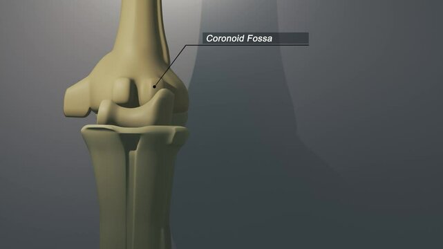 Cinematic Elbow Bone - Coronoid Fossa
No AI was used in the making of this clip. Clip rendered in Blender and After Effects.