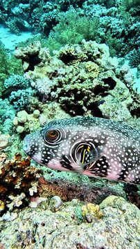 Starry Puffer (Arothron stellatus). Taken in Sham el Sheikh, Egypt.