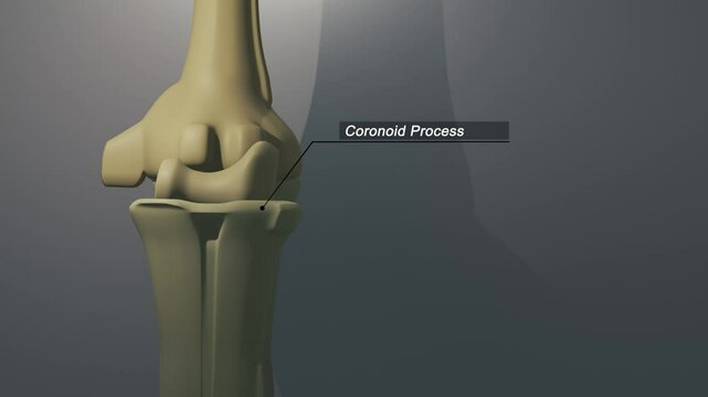 Cinematic Elbow Bone - Coronoid Process

No AI was used in the making of this clip. Clip rendered in Blender and After Effects.