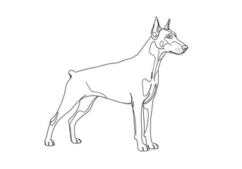 Doberman dog drawing. It is a black and white outline image of a Doberman Pinscher, a sleek and powerful guard dog. Vector sketch line art draw.