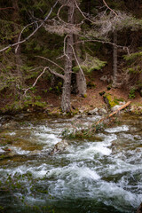 Forest and Iskar river in Rila mountain, Bulgaria